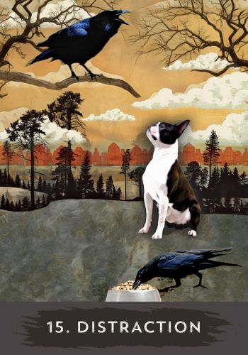 Urban Crow Oracle view 5