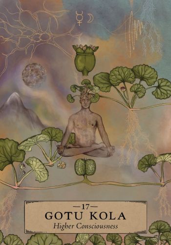 The Herbal Astrology Oracle view 4