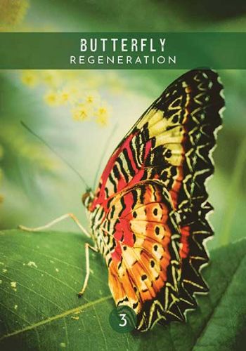 Messages from the Spirits of Nature Oracle view 3