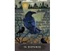 Urban Crow Oracle view 6