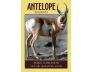 Power Animal Oracle Cards view 5