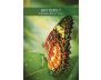 Messages from the Spirits of Nature Oracle view 3